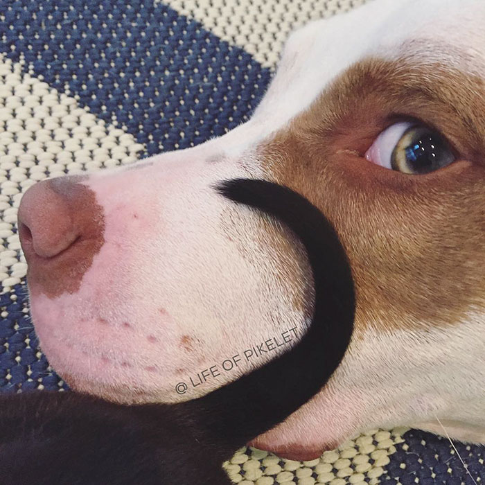 Два спасённых питбуля приняли щенка по кличке Картошка, Пайклет Баттеруолл и Пэтти Кейкс