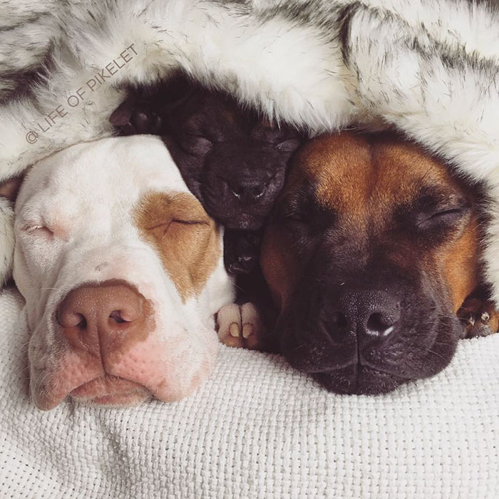 Два спасённых питбуля приняли щенка по кличке Картошка, Пайклет Баттеруолл и Пэтти Кейкс