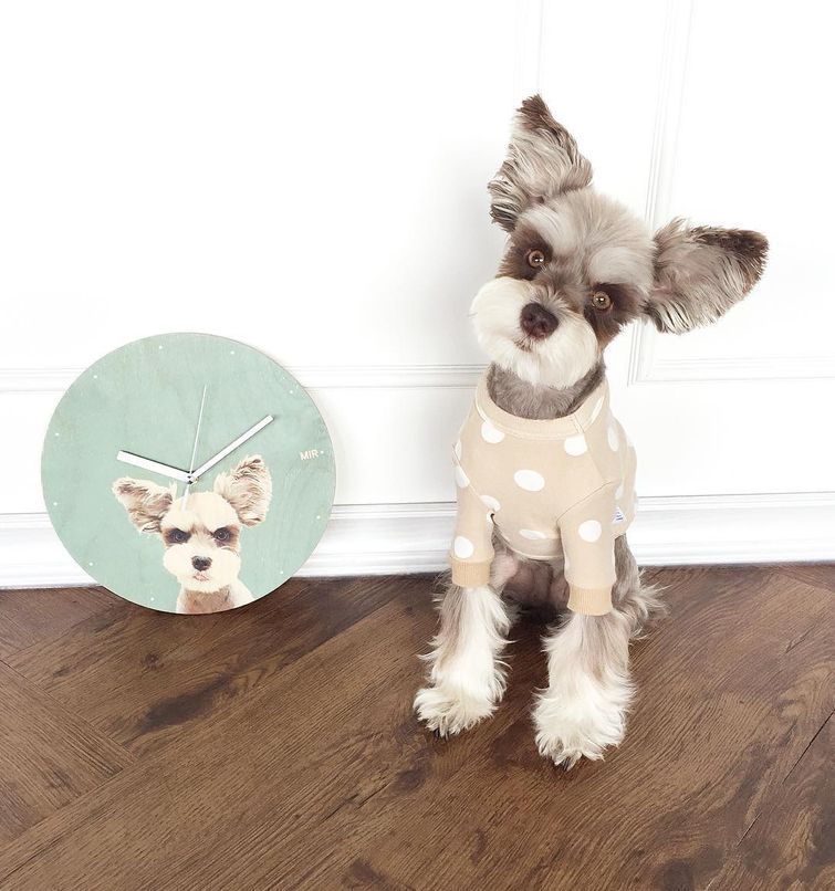 Мир — бесконечно фотогеничный шнауцер, больше напоминающий игрушку, нежели живого пса Мир фотогеничный шнауцер, шнауцер Mir