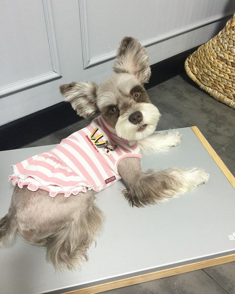 Мир — бесконечно фотогеничный шнауцер, больше напоминающий игрушку, нежели живого пса Мир фотогеничный шнауцер, шнауцер Mir