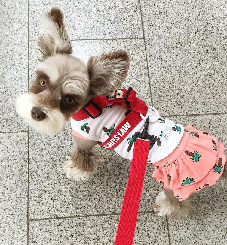 Мир — бесконечно фотогеничный шнауцер, больше напоминающий игрушку, нежели живого пса Мир фотогеничный шнауцер, шнауцер Mir