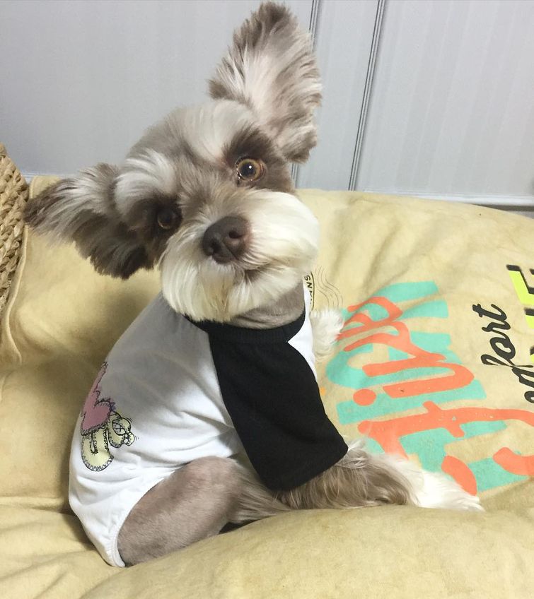 Мир — бесконечно фотогеничный шнауцер, больше напоминающий игрушку, нежели живого пса Мир фотогеничный шнауцер, шнауцер Mir