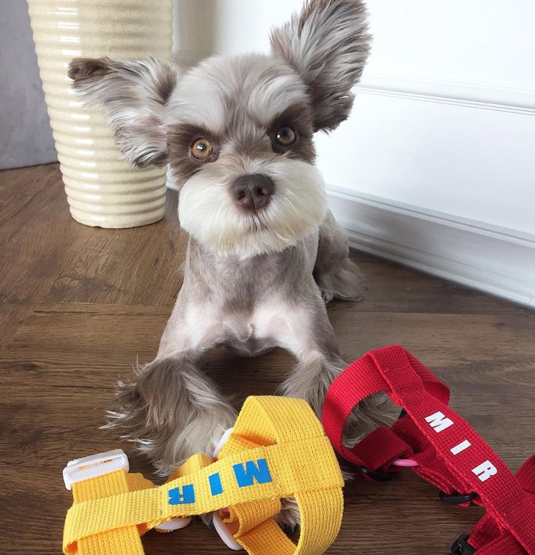 Мир — бесконечно фотогеничный шнауцер, больше напоминающий игрушку, нежели живого пса Мир фотогеничный шнауцер, шнауцер Mir