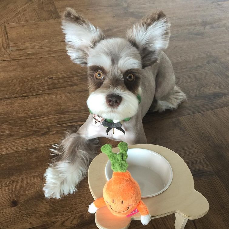 Мир — бесконечно фотогеничный шнауцер, больше напоминающий игрушку, нежели живого пса Мир фотогеничный шнауцер, шнауцер Mir