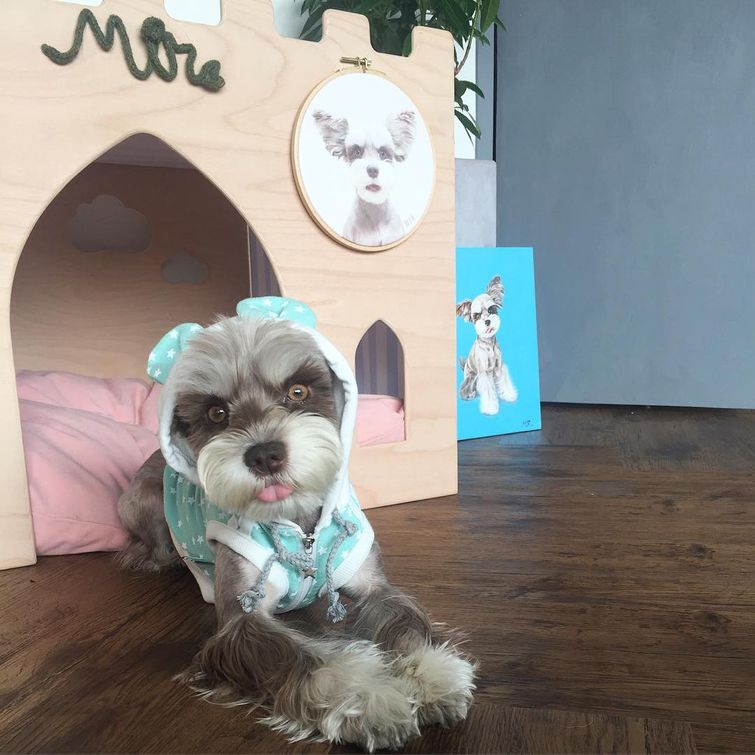 Мир — бесконечно фотогеничный шнауцер, больше напоминающий игрушку, нежели живого пса Мир фотогеничный шнауцер, шнауцер Mir