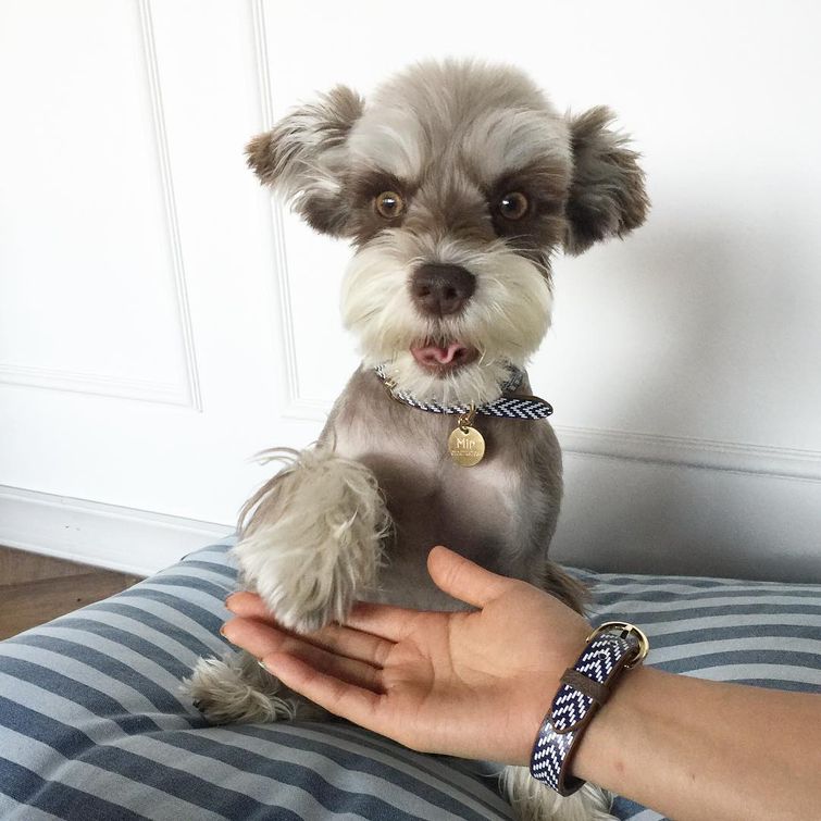 Мир — бесконечно фотогеничный шнауцер, больше напоминающий игрушку, нежели живого пса Мир фотогеничный шнауцер, шнауцер Mir