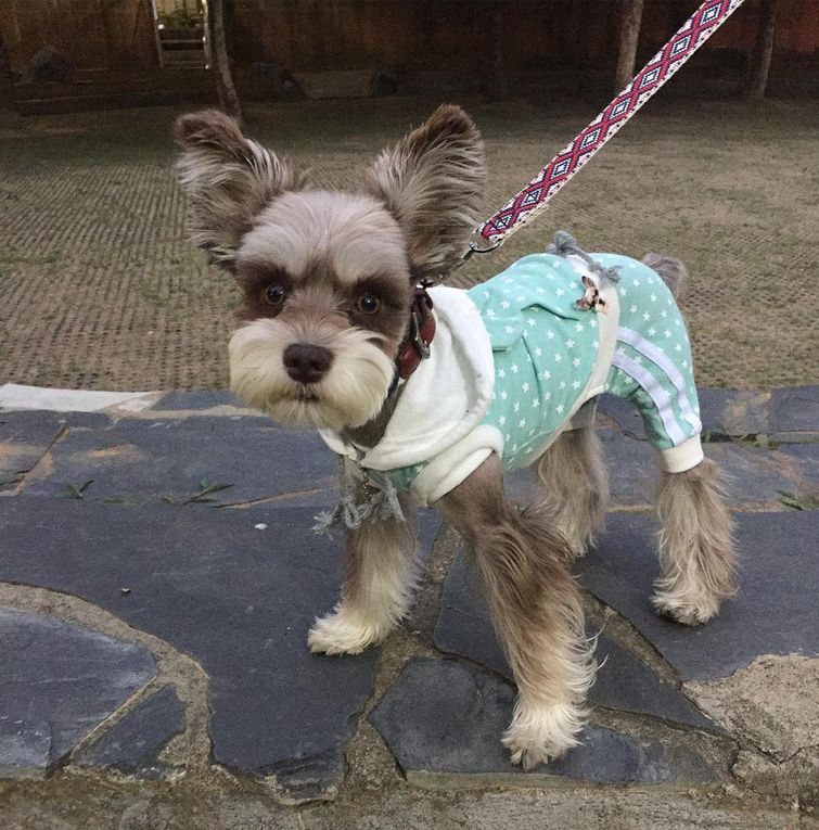 Мир — бесконечно фотогеничный шнауцер, больше напоминающий игрушку, нежели живого пса Мир фотогеничный шнауцер, шнауцер Mir