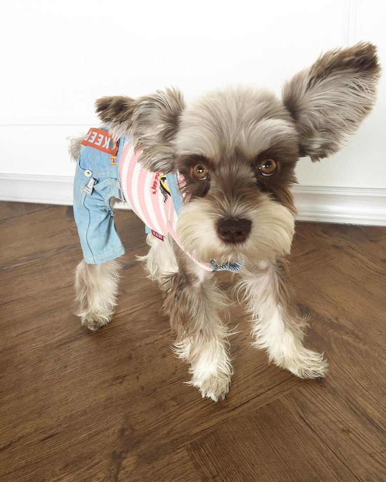 Мир — бесконечно фотогеничный шнауцер, больше напоминающий игрушку, нежели живого пса Мир фотогеничный шнауцер, шнауцер Mir