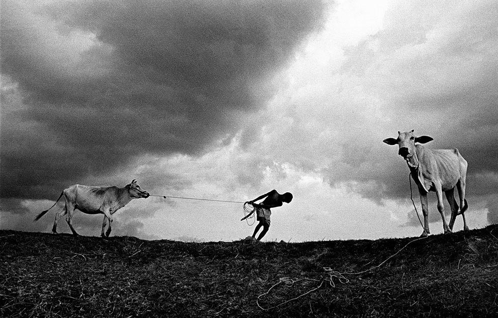 Atkins Ciwem 2016? победители Atkins Ciwem 2016, Atkins Ciwem Environmental Photographer of the Year 2016