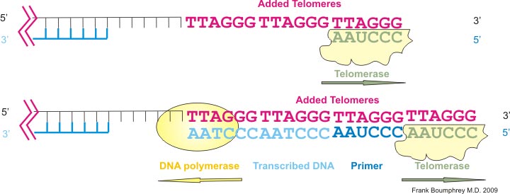 факты о человеке, познавательные факты о человеческом теле
