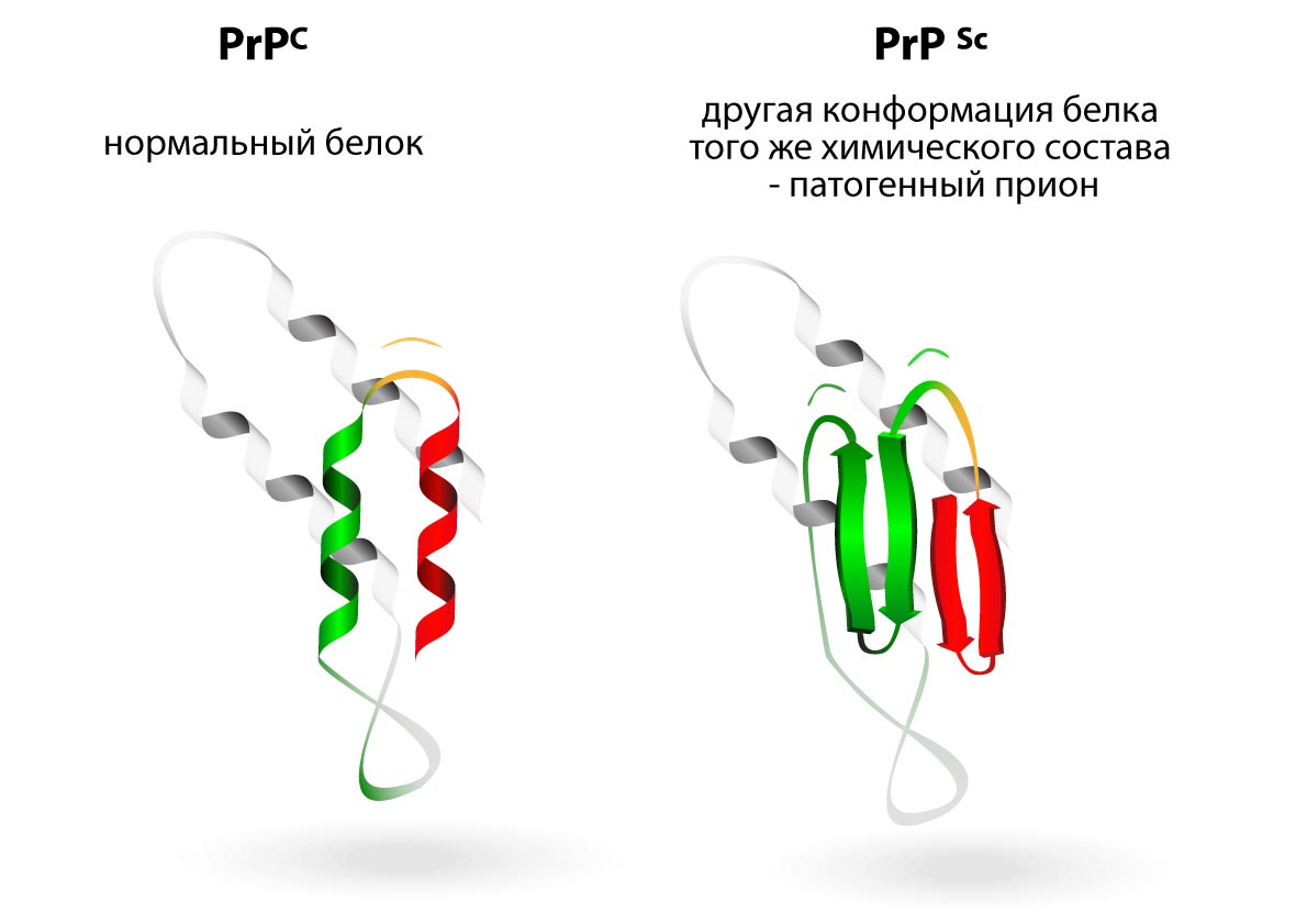 факты о человеке, познавательные факты о человеческом теле