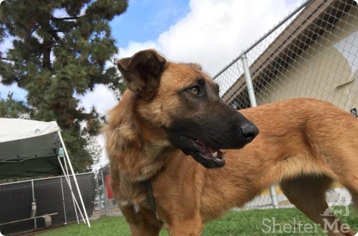 владельцы собаки пришли в приют взять другую собаку
