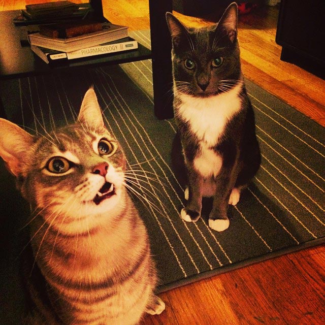 Коты против Рождества, смешные кошки  новогодние ёлки, смешные кошки Новый год