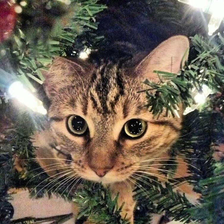 Коты против Рождества, смешные кошки  новогодние ёлки, смешные кошки Новый год