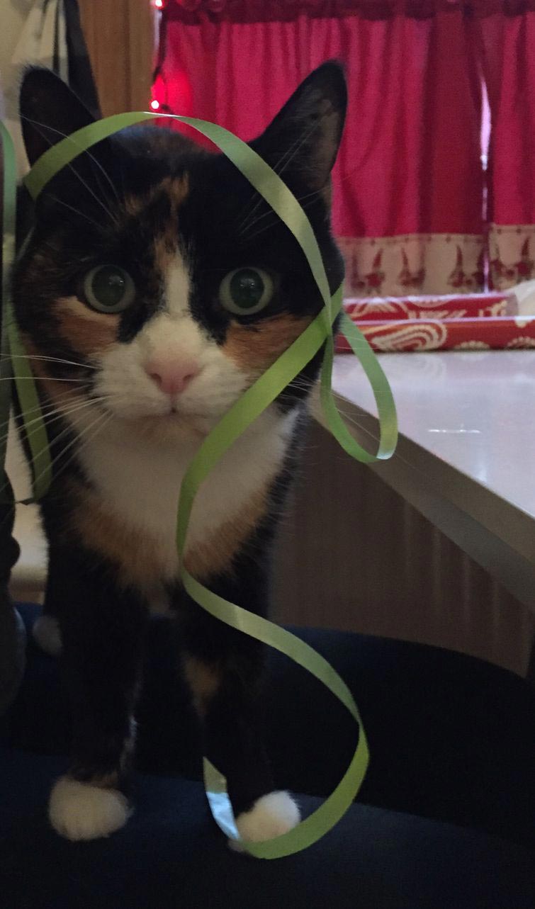 Коты против Рождества, смешные кошки  новогодние ёлки, смешные кошки Новый год