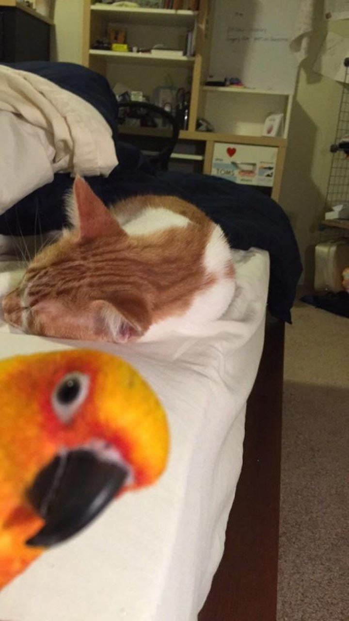 фотобомбы животные, животные умеют фотобомбить, фотобомбы от животных