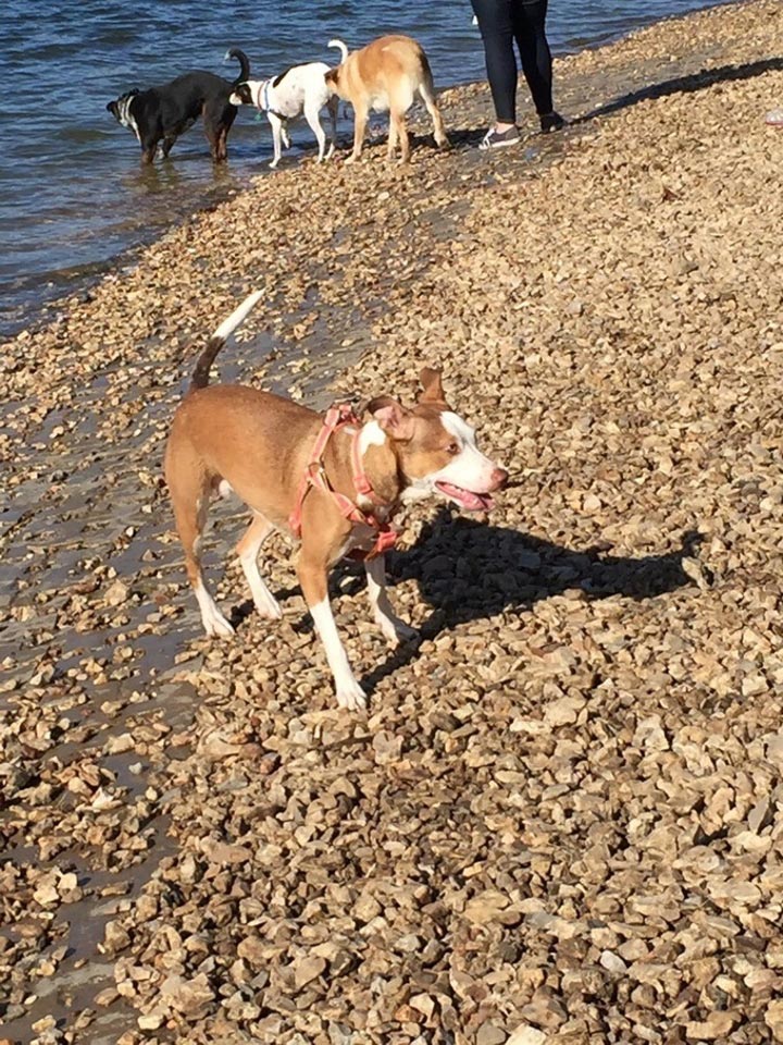 фотобомбы животные, животные умеют фотобомбить, фотобомбы от животных