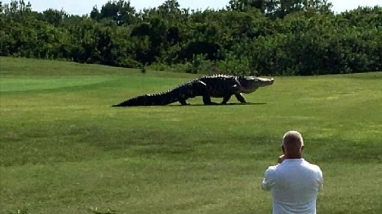 аллигатор на поле для гольфа, аллигатор в Пальметто Флорида, аллигатор Буффало Крик Голф Корс
