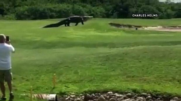 аллигатор на поле для гольфа, аллигатор в Пальметто Флорида, аллигатор Буффало Крик Голф Корс