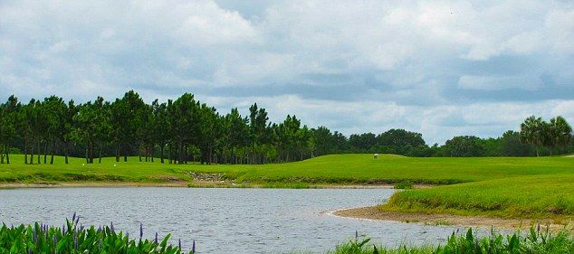 аллигатор на поле для гольфа, аллигатор в Пальметто Флорида, аллигатор Буффало Крик Голф Корс