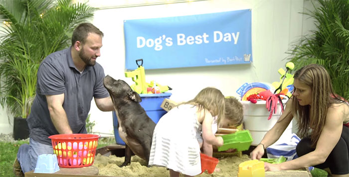 Питбуль спасённый от собачьих боёв, питбуль Черри Гарсиа, питбуль нянчит котят