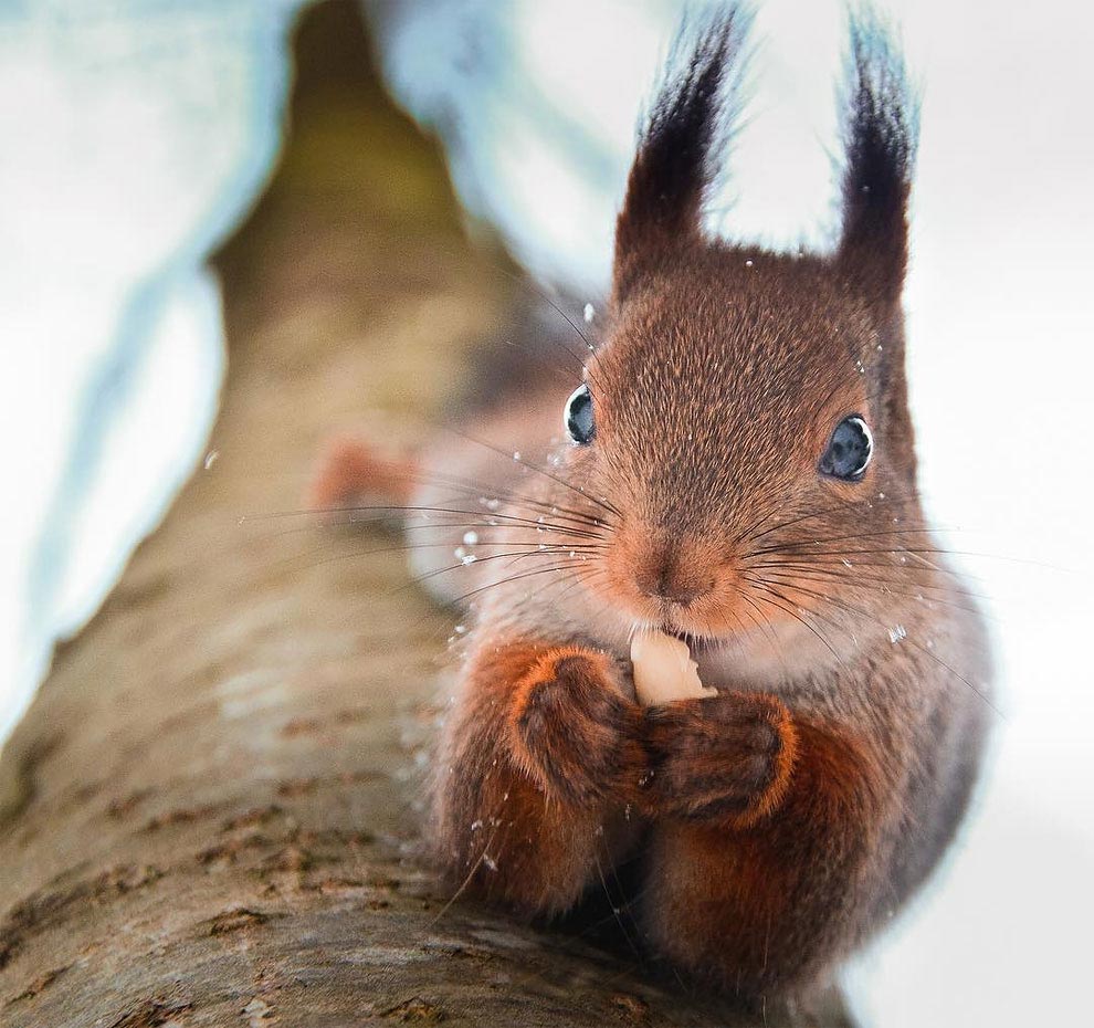 Чувственные и нежные фотографии лесных животных, снятые с близкого расстояния Чувственные фотографии лесных животных, нежные фотографии лесных животных, фотографии лесных животных близкого расстояния, Конста Пункка, Konsta Punkka