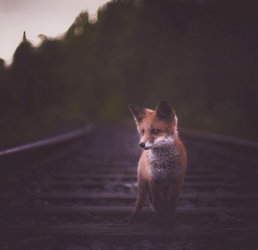 Чувственные и нежные фотографии лесных животных, снятые с близкого расстояния Чувственные фотографии лесных животных, нежные фотографии лесных животных, фотографии лесных животных близкого расстояния, Конста Пункка, Konsta Punkka