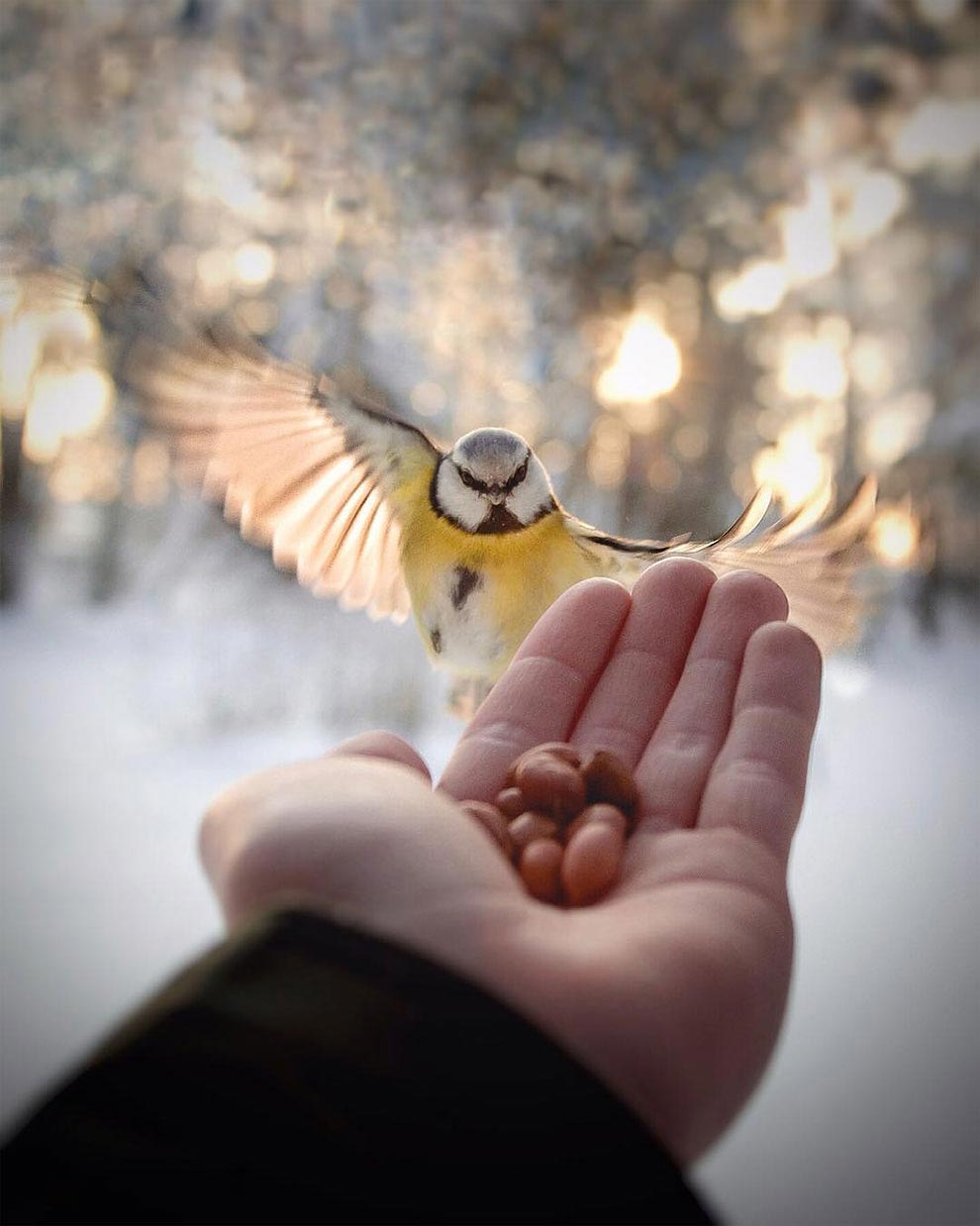 Чувственные и нежные фотографии лесных животных, снятые с близкого расстояния Чувственные фотографии лесных животных, нежные фотографии лесных животных, фотографии лесных животных близкого расстояния, Конста Пункка, Konsta Punkka
