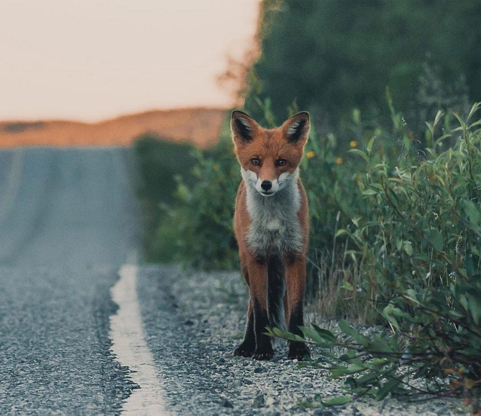 Чувственные и нежные фотографии лесных животных, снятые с близкого расстояния Чувственные фотографии лесных животных, нежные фотографии лесных животных, фотографии лесных животных близкого расстояния, Конста Пункка, Konsta Punkka