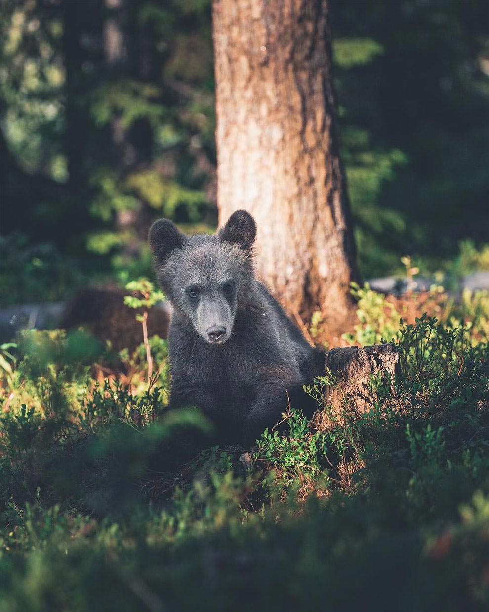 Фотографии лесных животных