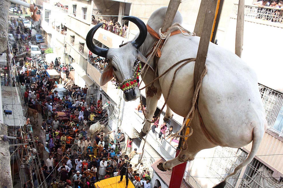 лучшие фотографии животных 2016, самые интересные фотографии животных 2016