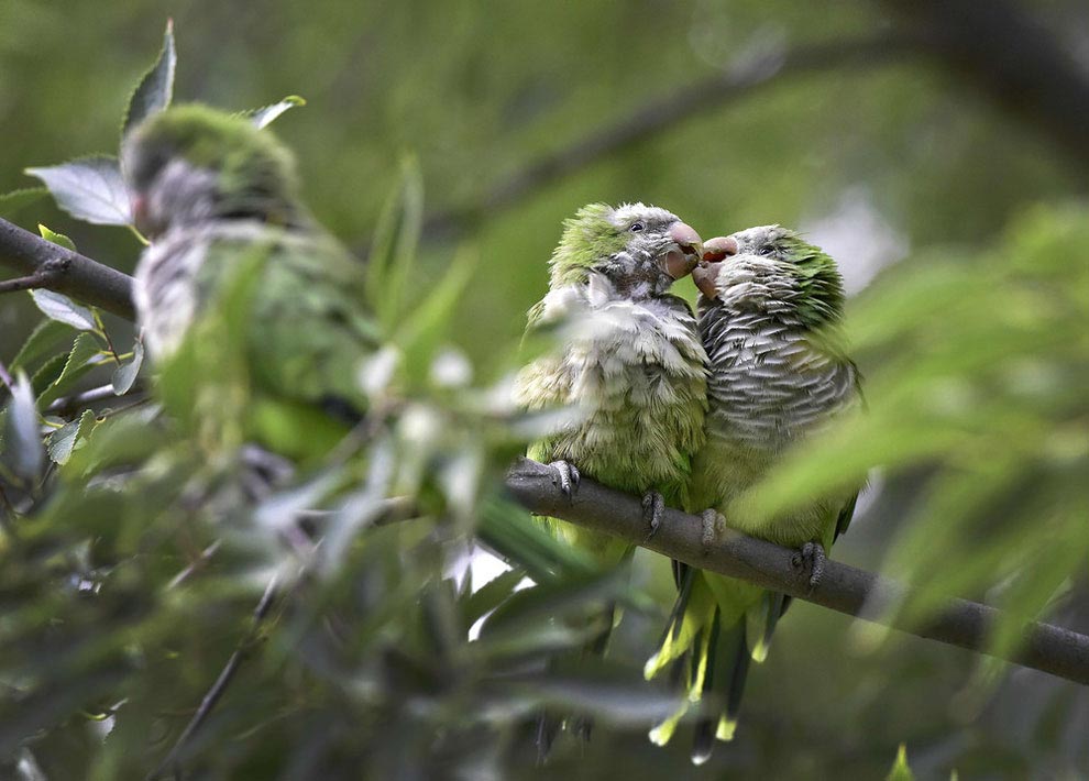 лучшие фотографии животных 2016, самые интересные фотографии животных 2016
