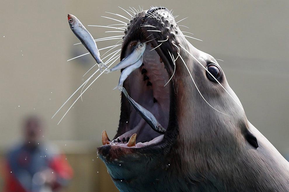 лучшие фотографии животных 2016, самые интересные фотографии животных 2016