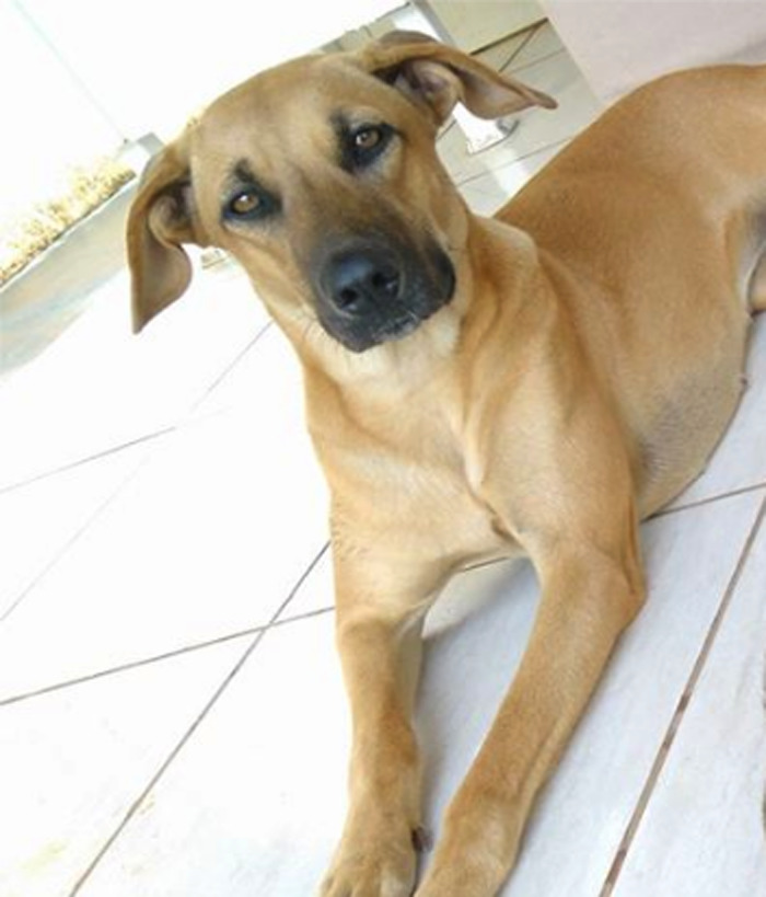 собака откопала на заднем дворе, собака нашла зубной протез