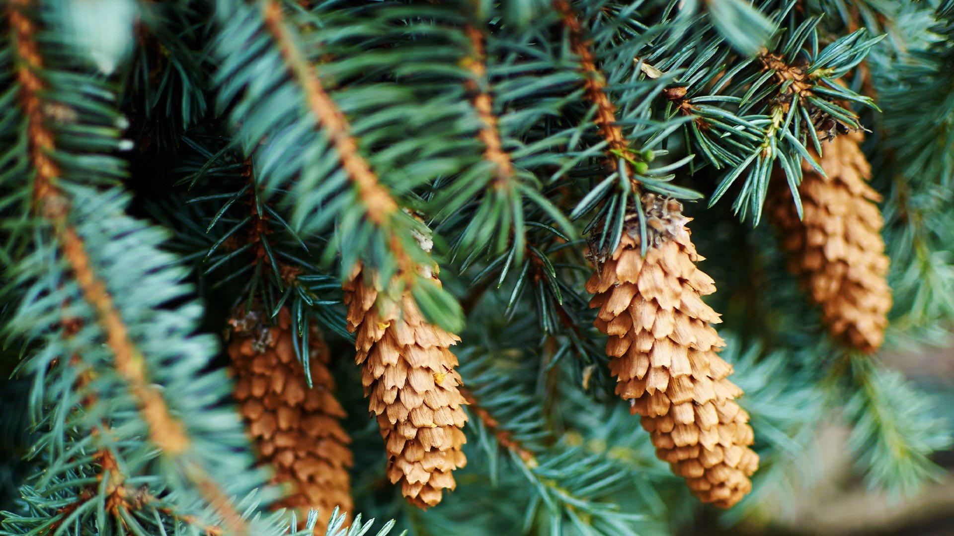 познавательные факты, факты обо всём 