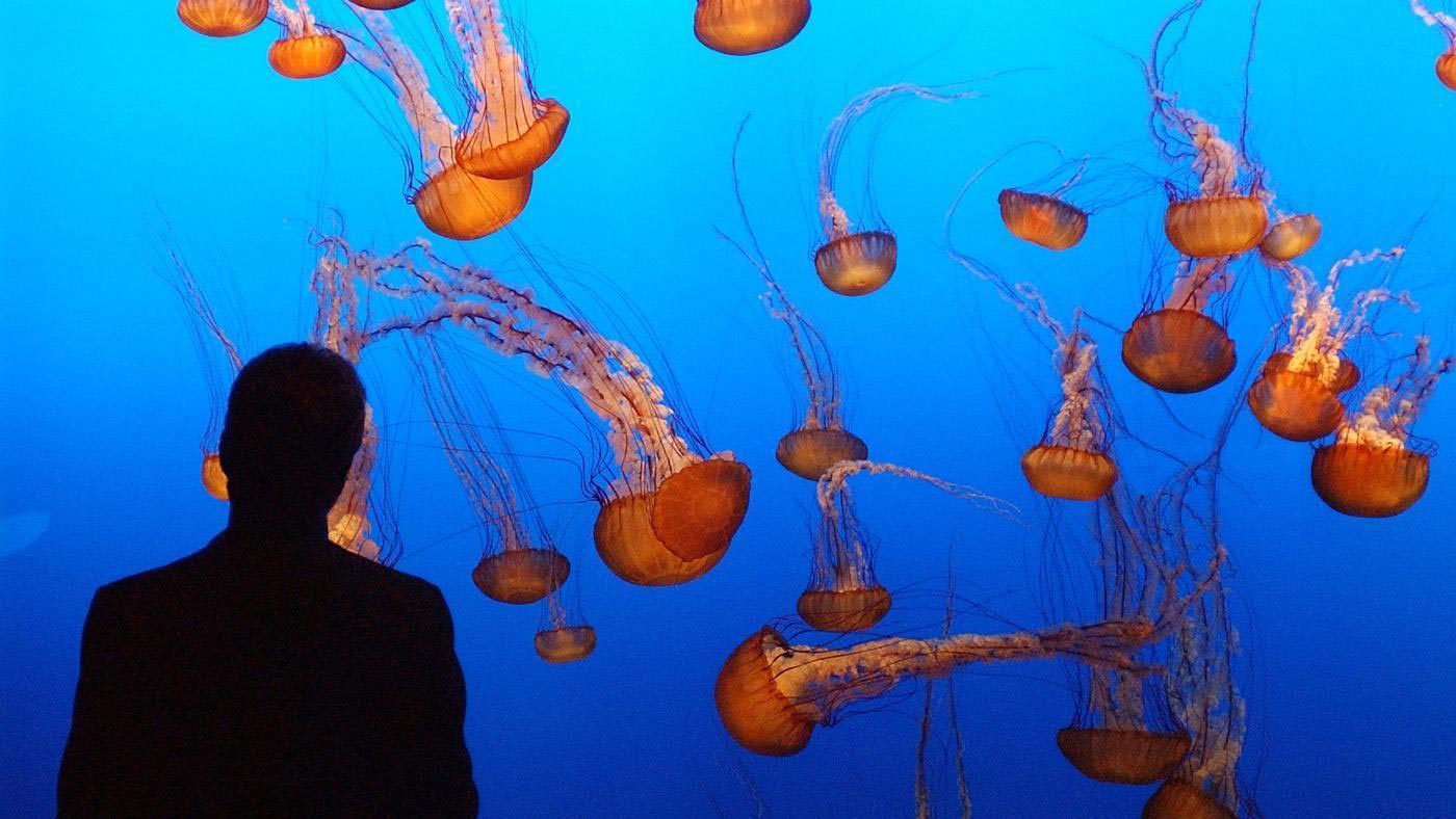 познавательные факты, факты обо всём 