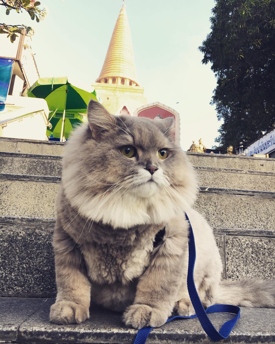 кот Bone Bone, Bone Bone cat 