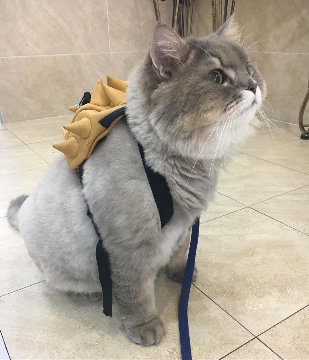 кот Bone Bone, Bone Bone cat 