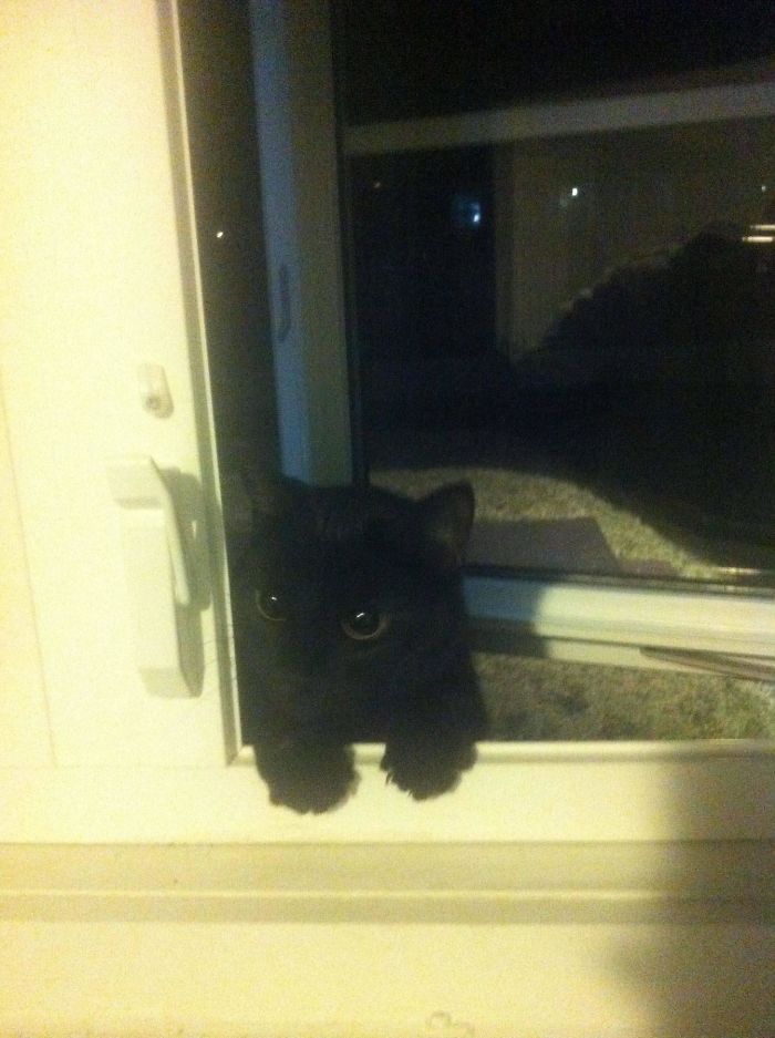 у меня нет кота, коты пришли к людям, коты которые наведались к людям 