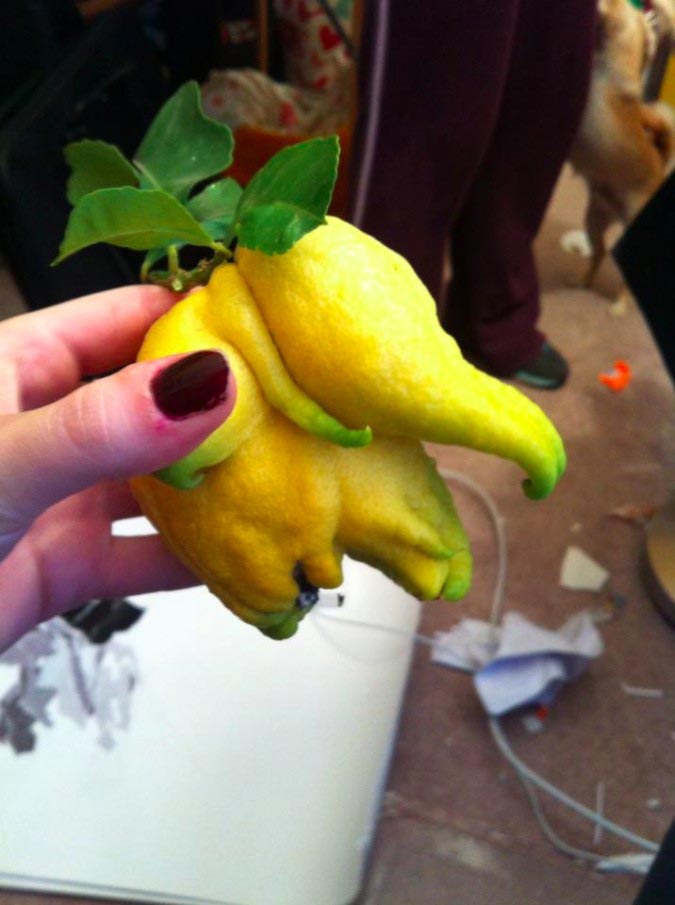 фрукты и овощи похожие на нечто другое, смешные фрукты и овощи