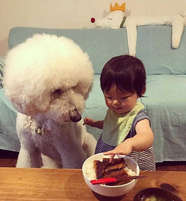 маленькая девочка и гигантский пудель, девочка и её гигантский пудель