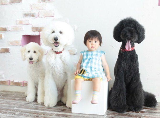 маленькая девочка и гигантский пудель, девочка и её гигантский пудель