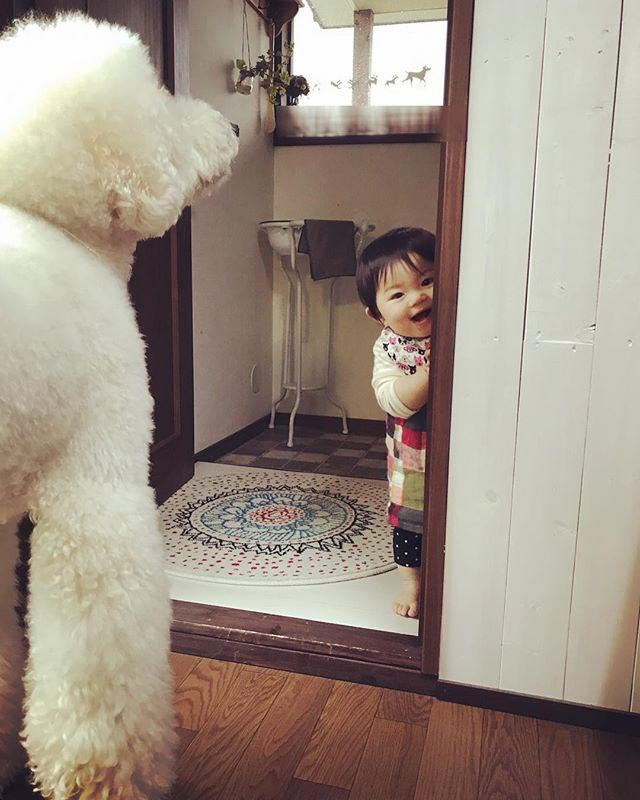 маленькая девочка и гигантский пудель, девочка и её гигантский пудель