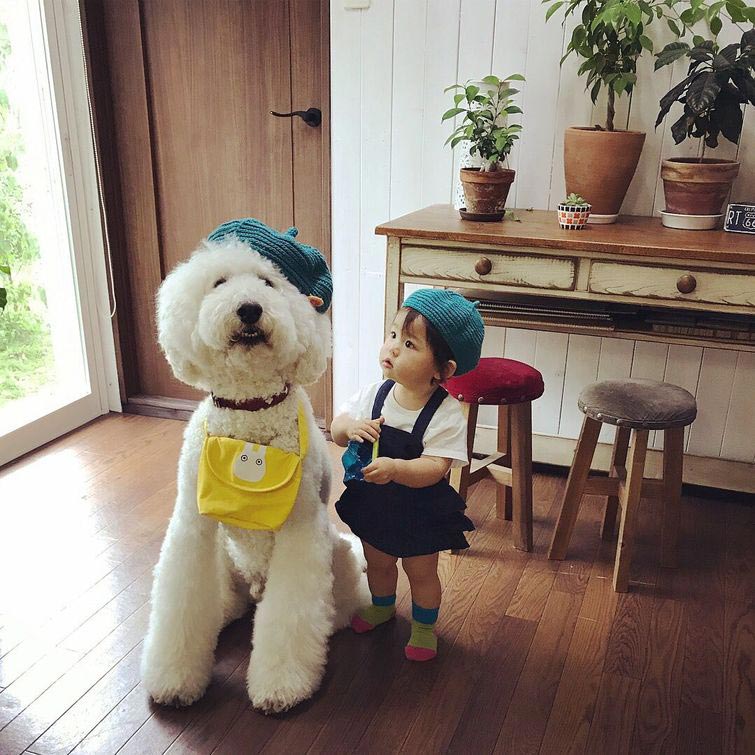 маленькая девочка и гигантский пудель, девочка и её гигантский пудель