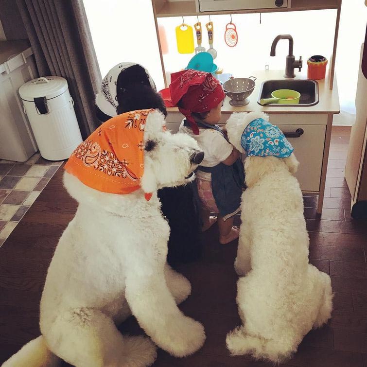 маленькая девочка и гигантский пудель, девочка и её гигантский пудель