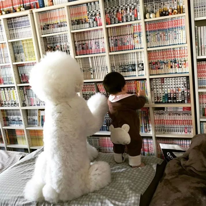 маленькая девочка и гигантский пудель, девочка и её гигантский пудель