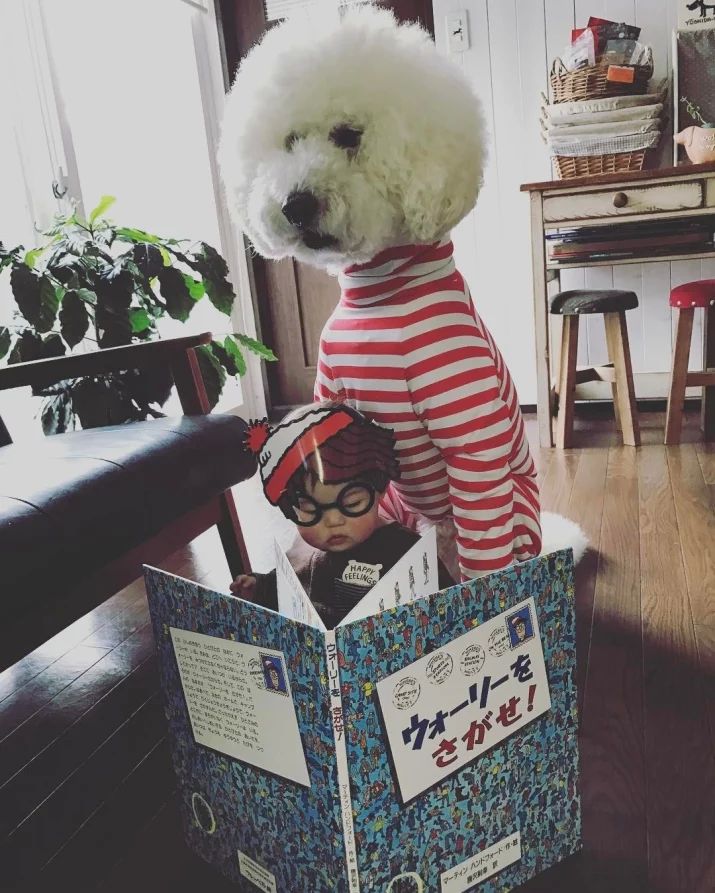 маленькая девочка и гигантский пудель, девочка и её гигантский пудель