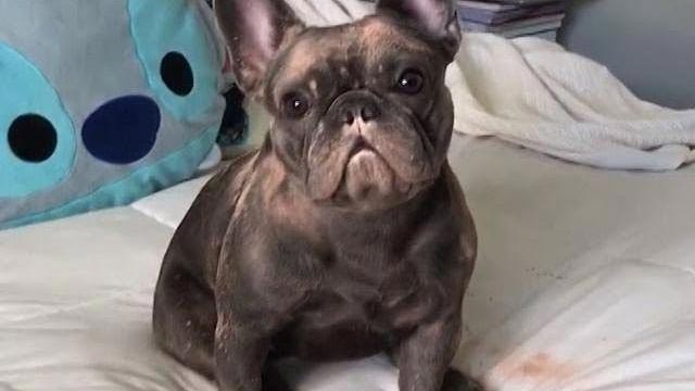 смешной бульдог, собака косметика, косметика для собак, смешное видео про собак