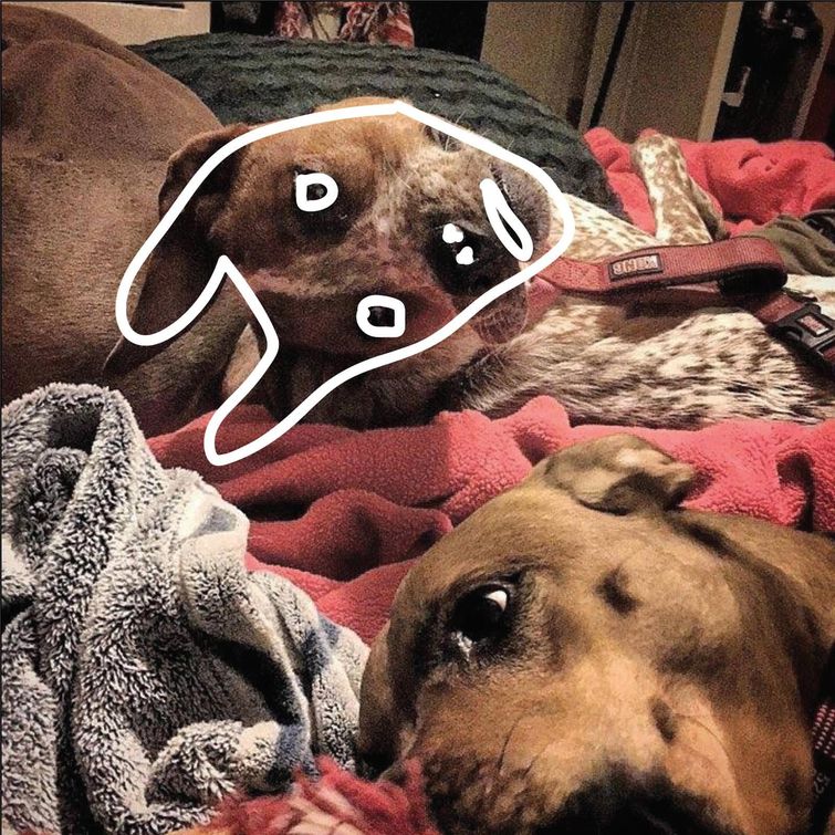 оптическая иллюзия с собакой, собака оптическая иллюзия, голова собаки оптическая иллюзия