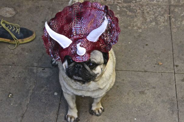 пьяные покупки в интернете, люди сделали покупки в интернете пьяными